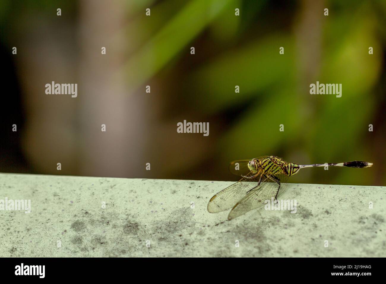 Una libellula verde con strisce nere applique sul muro, lo sfondo delle foglie verdi è sfocato Foto Stock
