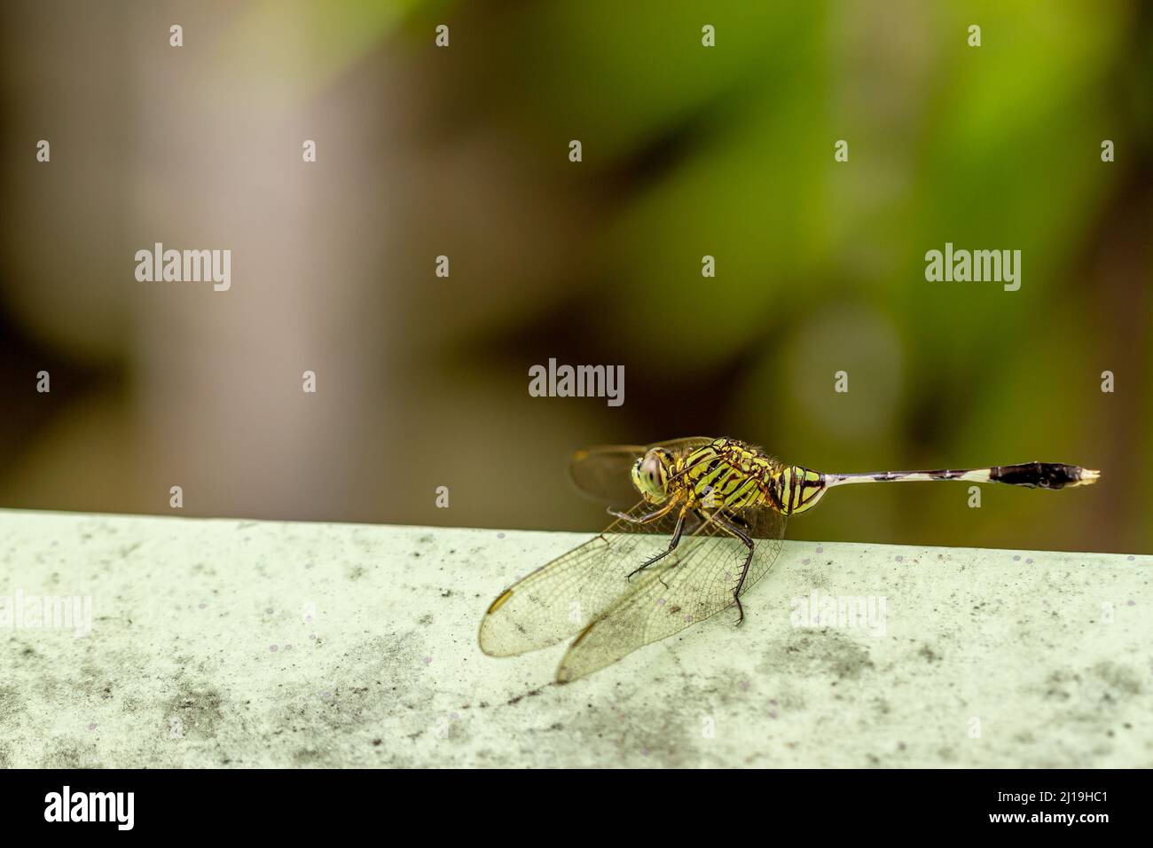Una libellula verde con strisce nere applique sul muro, lo sfondo delle foglie verdi è sfocato Foto Stock