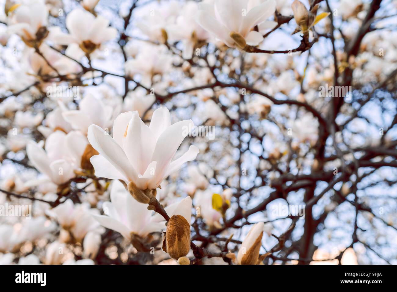 Magnolia soulangeana chiamato anche piattino magnolia fiore primavera albero con bellissimi fiori rosa bianco. Foto Stock