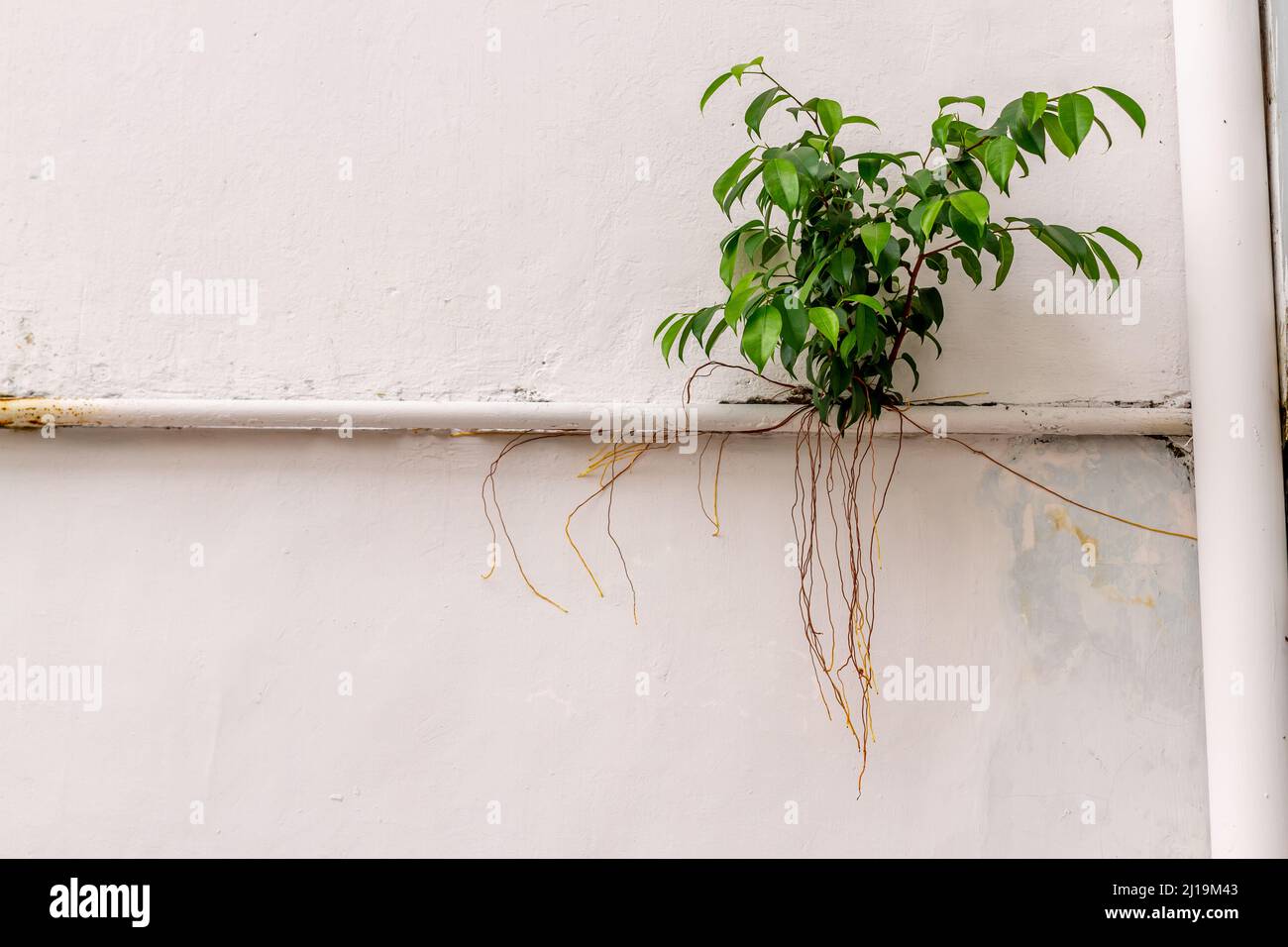 Il piccolo albero di banyan prospera nelle fessure nelle pareti e utilizza i corsi d'acqua per ottenere un punto di appoggio al sole, la natura trova il suo modo Foto Stock
