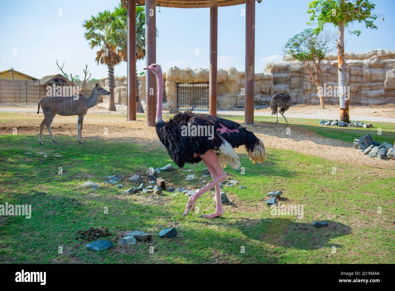 lo struzzo nero nello zoo vive a dubai Foto Stock