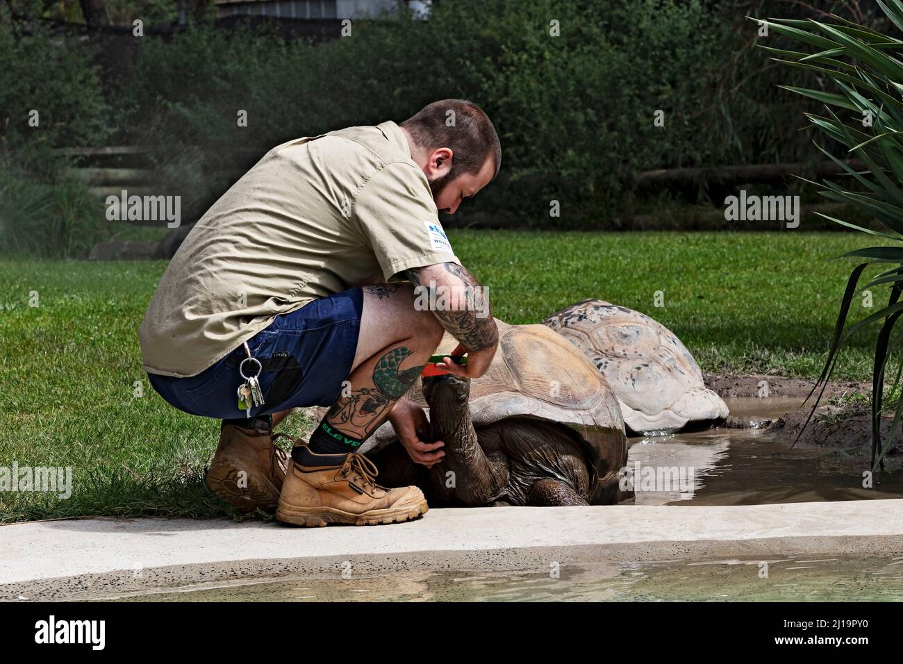 Rettili / Una tartaruga gigante di Aldabra che viene nutrita al Ballarat Wildlife Park in Ballarat Australia. Foto Stock