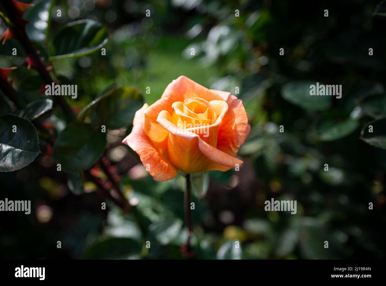 Rosa arbustiva (rosa), arancione, Giardino del test delle rose internazionali, Portland, Oregon, USA Foto Stock