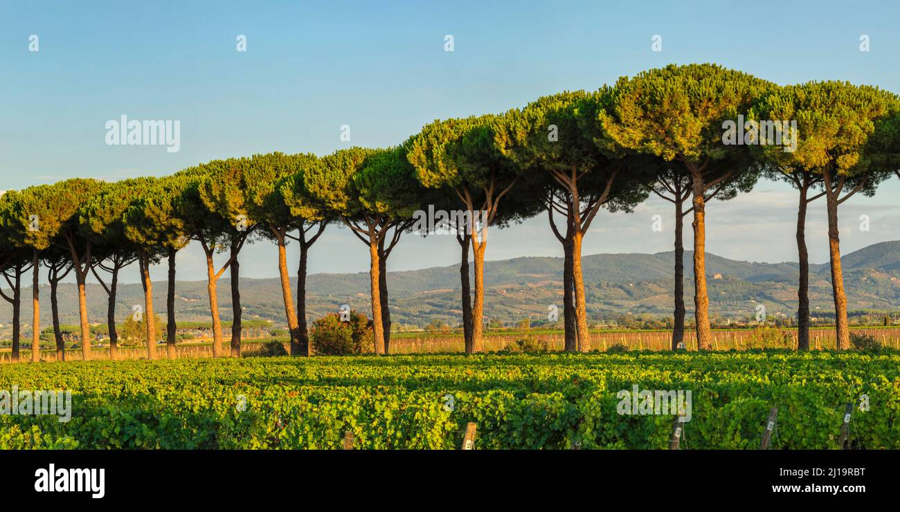 Viale dei pini marittimi nei pressi di Bolgheri, Maremma, Provincia di Livorno, Toscana, Italia Foto Stock