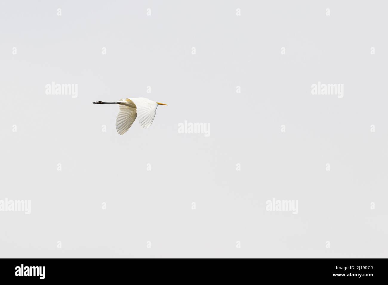 Grande egret (Ardea alba), uccello adulto in volo, ragas di VentÄ, Parco Regionale del Delta del Memo, Lituania Foto Stock