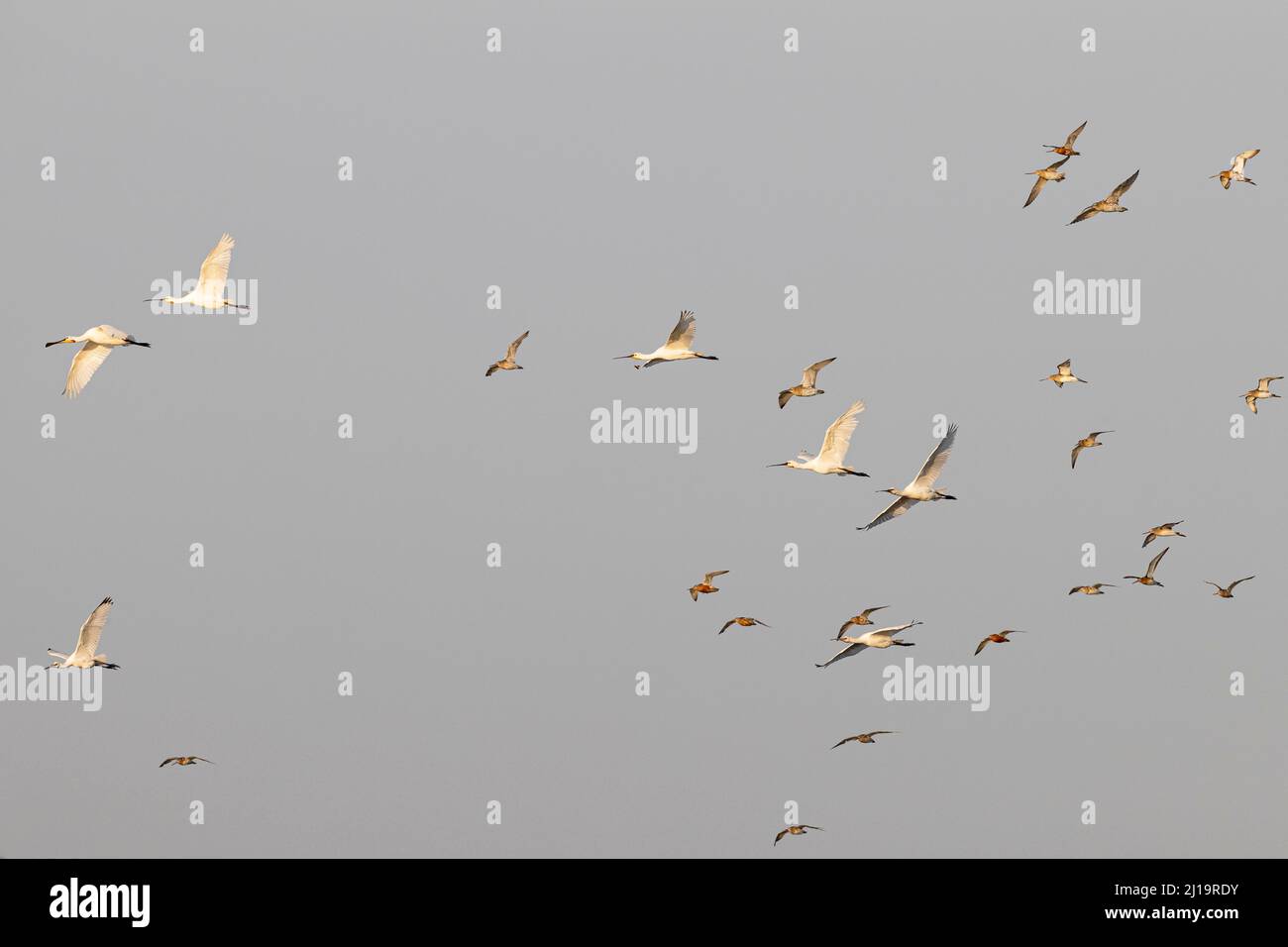 Spatola Eurasiana (platalea leucorodia), godwit dalla coda nera (Limosa limosa) e riccio eurasiano (Numenius arquata), gregge in volo, Texel, Nord Foto Stock
