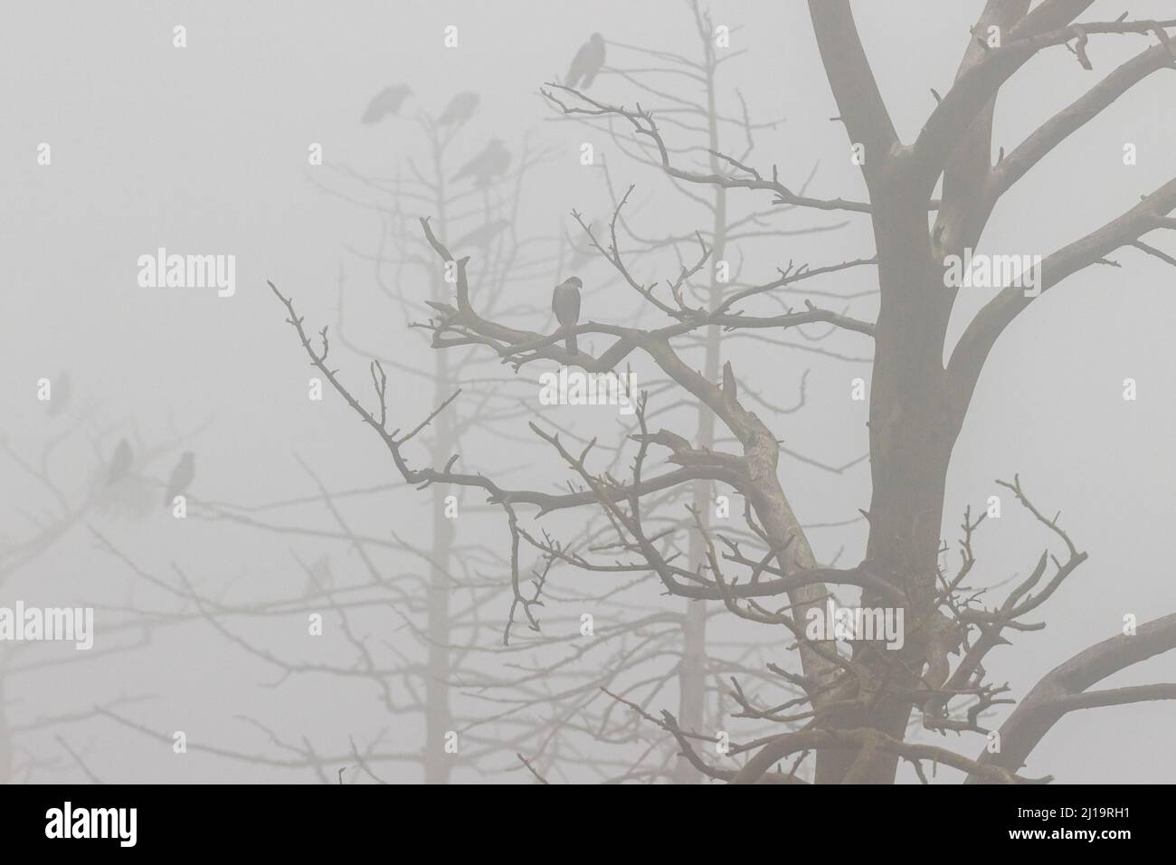 Corvo con cappuccio (Corvus cornix), diversi uccelli insieme allo sparrowwhawk eurasiatico (Accipiter nisus) in un albero morto con nebbia, JuodkrantÄ—, Spit curoniano Foto Stock