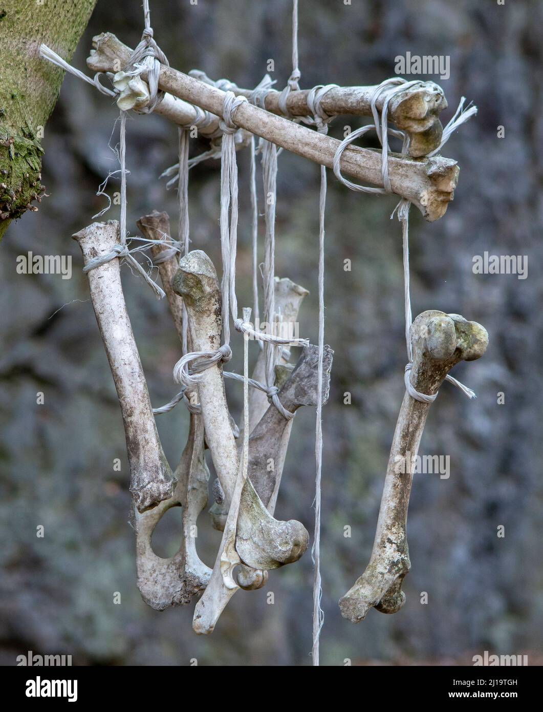 Ossa animali appese sulla corda dall'albero nella foresta. Ossa vento chimes. I raccoglitori di sogno. Foto Stock