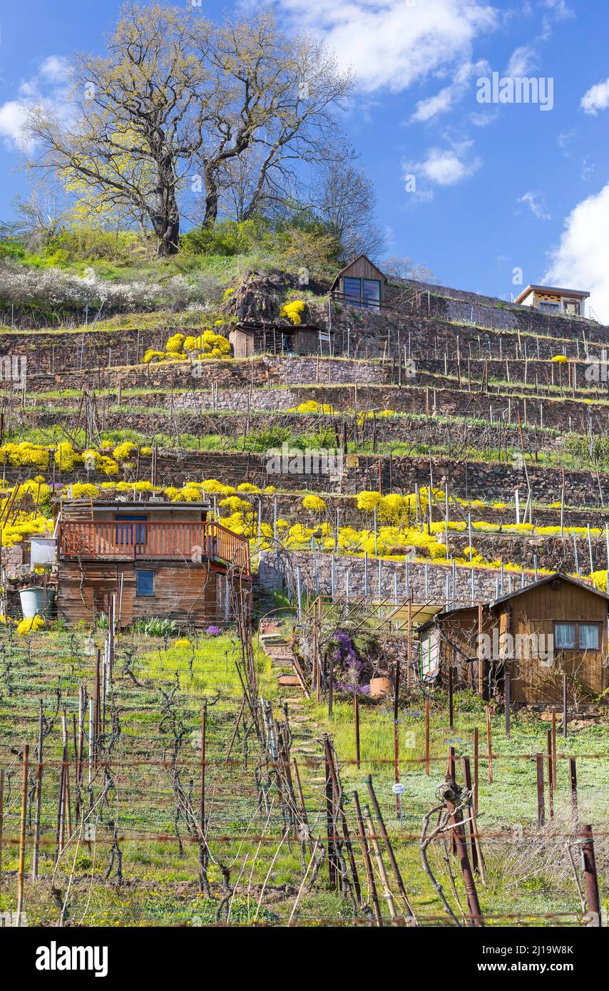 Madwort di montagna fiorente (Alyssum montanum) su pareti in un vigneto, vigneti al torrente del villaggio di Niederau e la scala del gatto, Meissen, Sassonia Foto Stock