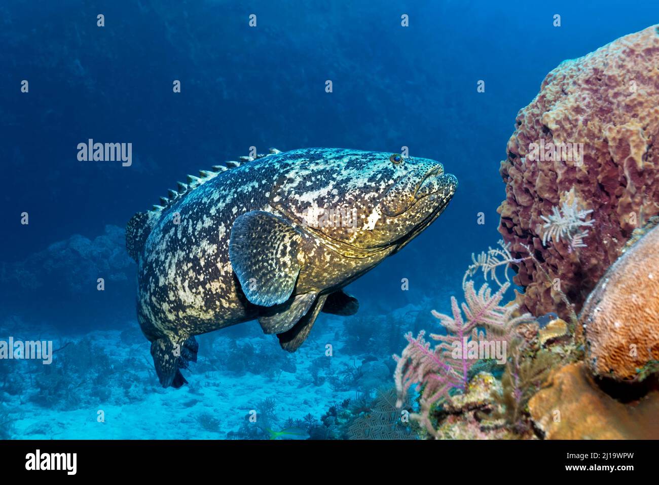 Cernia dell'Atlantico goliath (Epinephelus itajara) o pesce gioiello che nuota sulla barriera corallina, il Parco Nazionale Jardines de la Reina, il Mare dei Caraibi, Camagueey e. Foto Stock