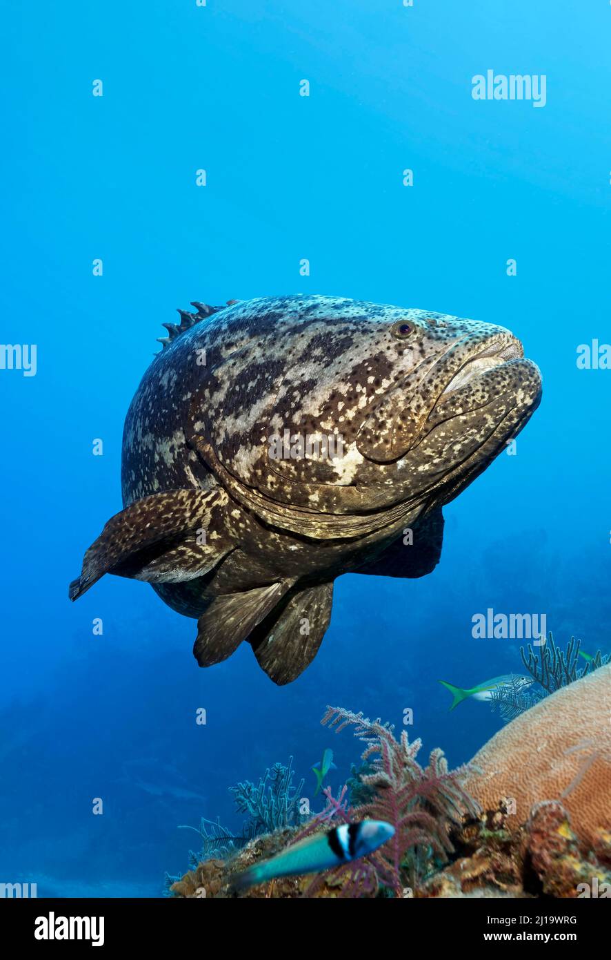 Cernia dell'Atlantico goliath (Epinephelus itajara) o pesce gioiello che nuota sulla barriera corallina, il Parco Nazionale Jardines de la Reina, il Mare dei Caraibi, Camagueey e. Foto Stock