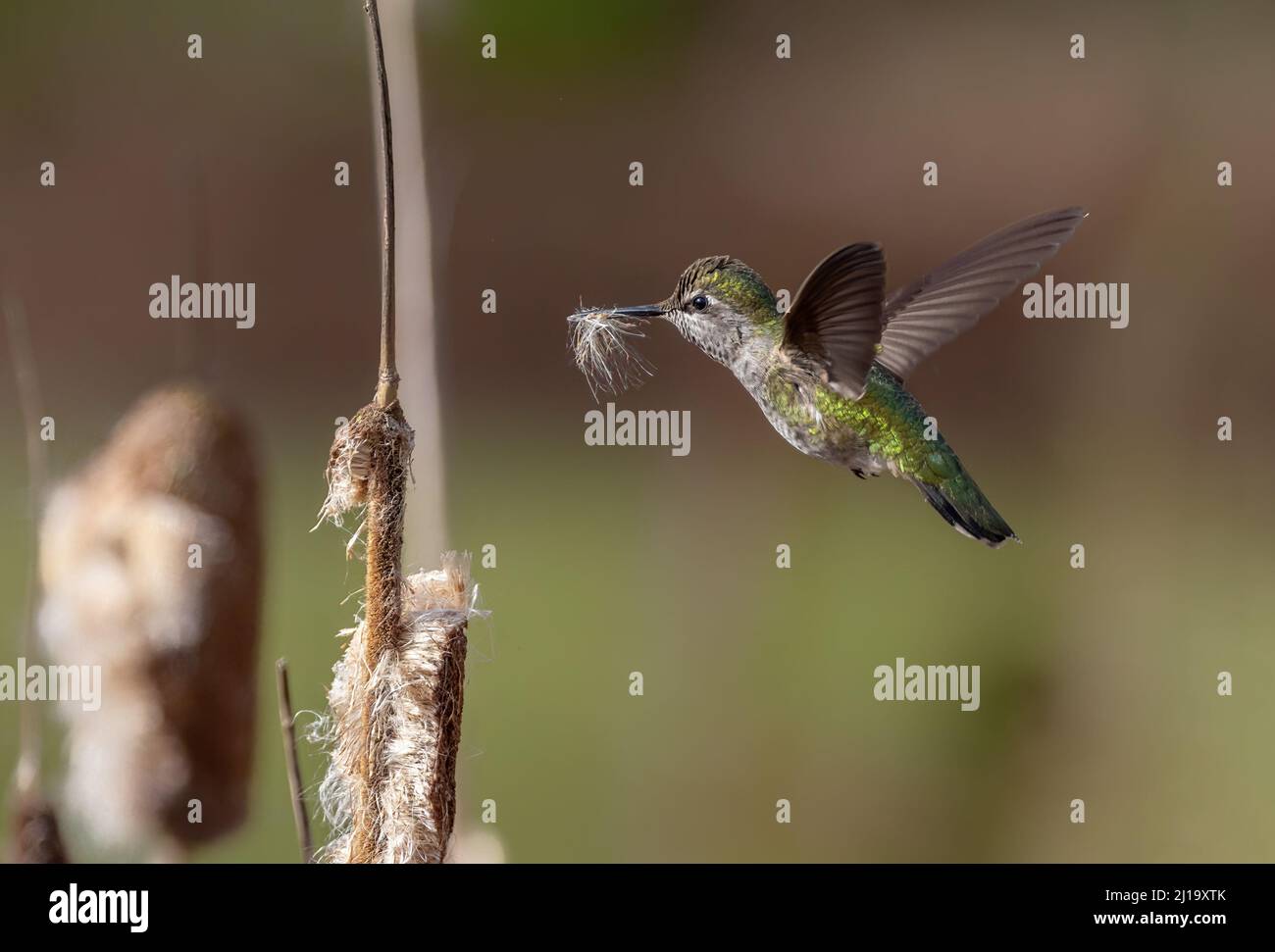 Hummingbird di Anna che raccoglie materiale di Nesting a Vancouver BC Canada Foto Stock