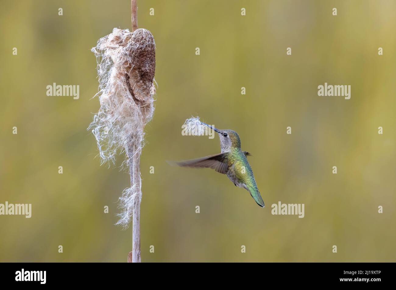 Hummingbird di Anna che raccoglie materiale di Nesting a Vancouver BC Canada Foto Stock