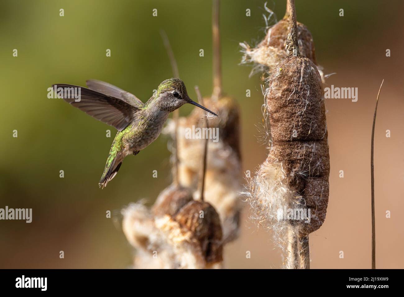 Hummingbird di Anna che raccoglie materiale di Nesting a Vancouver BC Canada Foto Stock