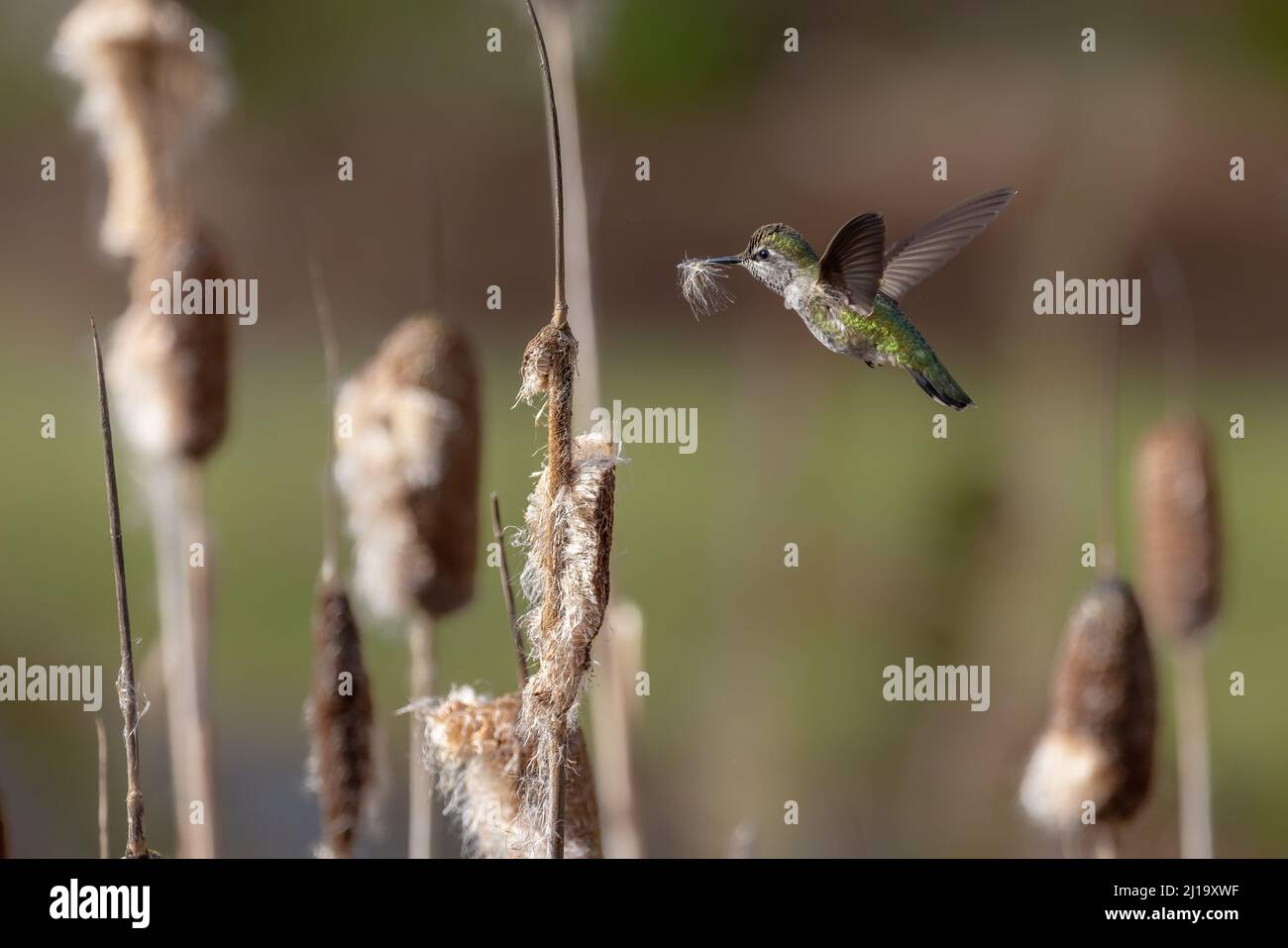 Hummingbird di Anna che raccoglie materiale di Nesting a Vancouver BC Canada Foto Stock