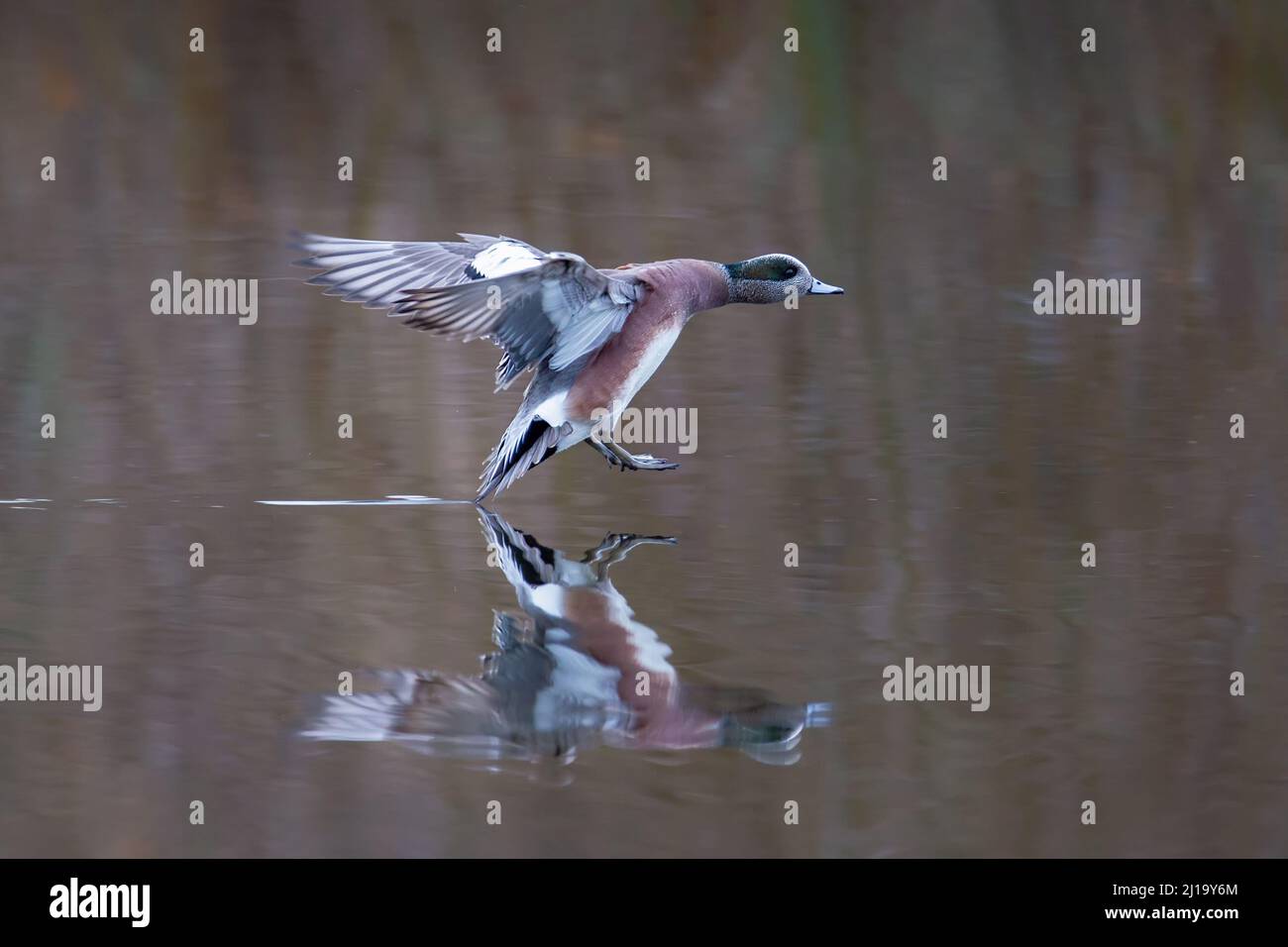 Wigeon americano maschile a Vancouver BC Canada Foto Stock