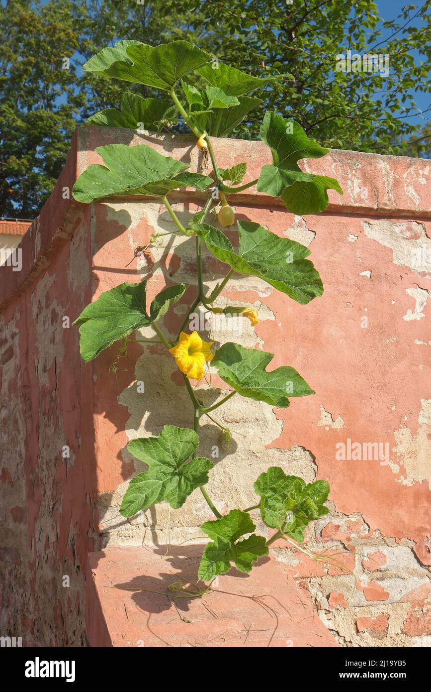 Cucurbita maxima Duchesne, grande fiore di zucca vite appende su vecchio muro peeling. Foto Stock