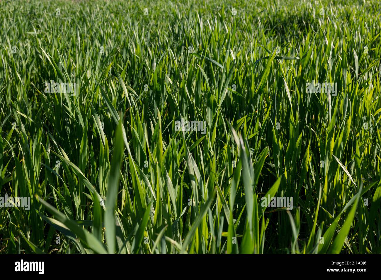 Coltura di grano verde giovane che cresce nella stagione di primavera Foto Stock