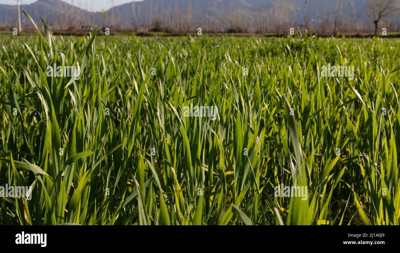 Raccolto di grano che cresce nei campi in fase di crescita precoce Foto Stock