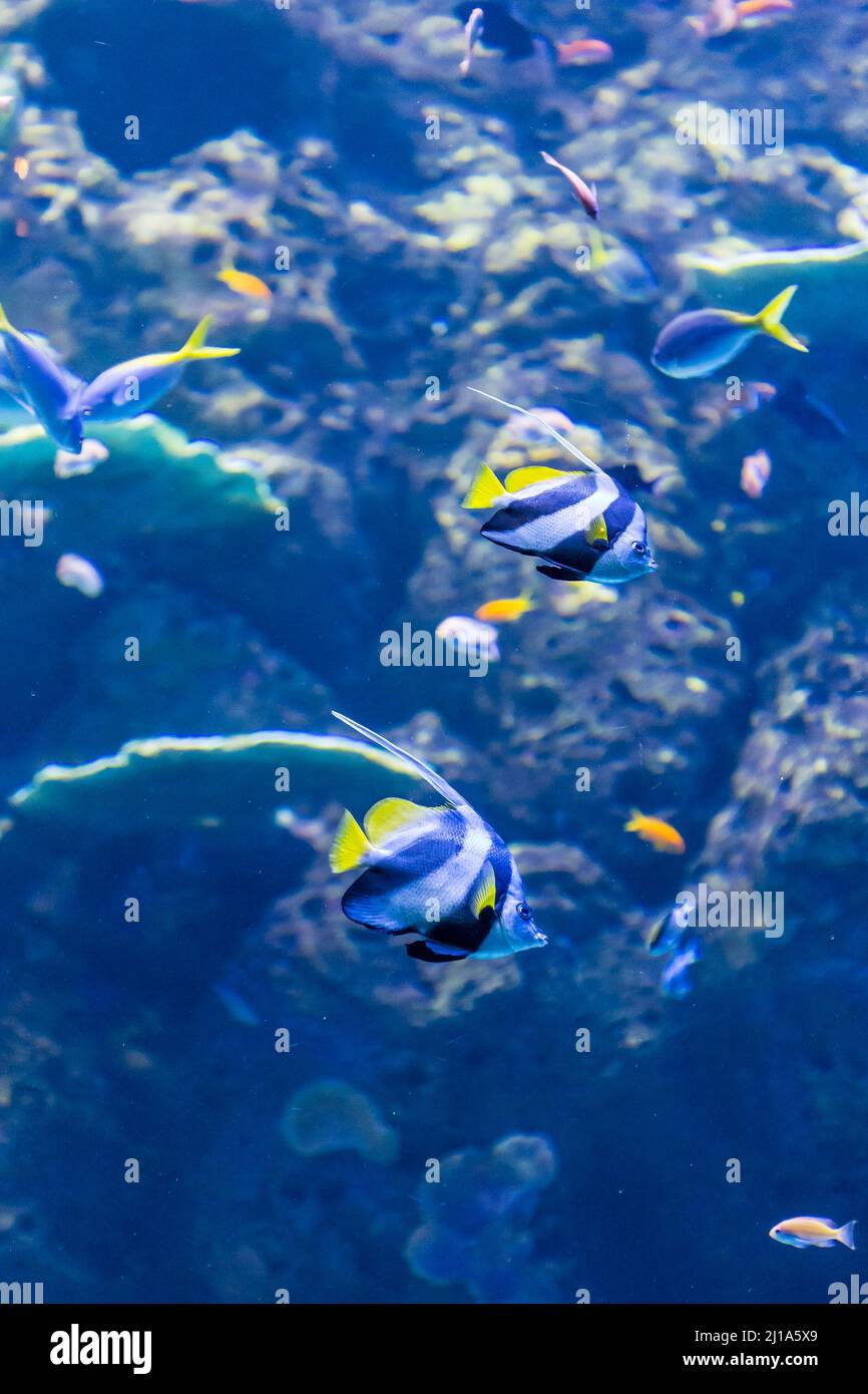Due Bannerfishs e altri piccoli pesci colorati che nuotano attraverso la Coral Reef, Australia Foto Stock