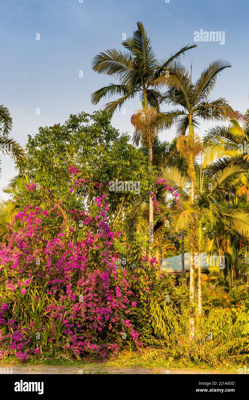 Piccolo rifugio nascosto nella foresta pluviale con palme e Pink Weigela Flower, Daintree, Australia Foto Stock