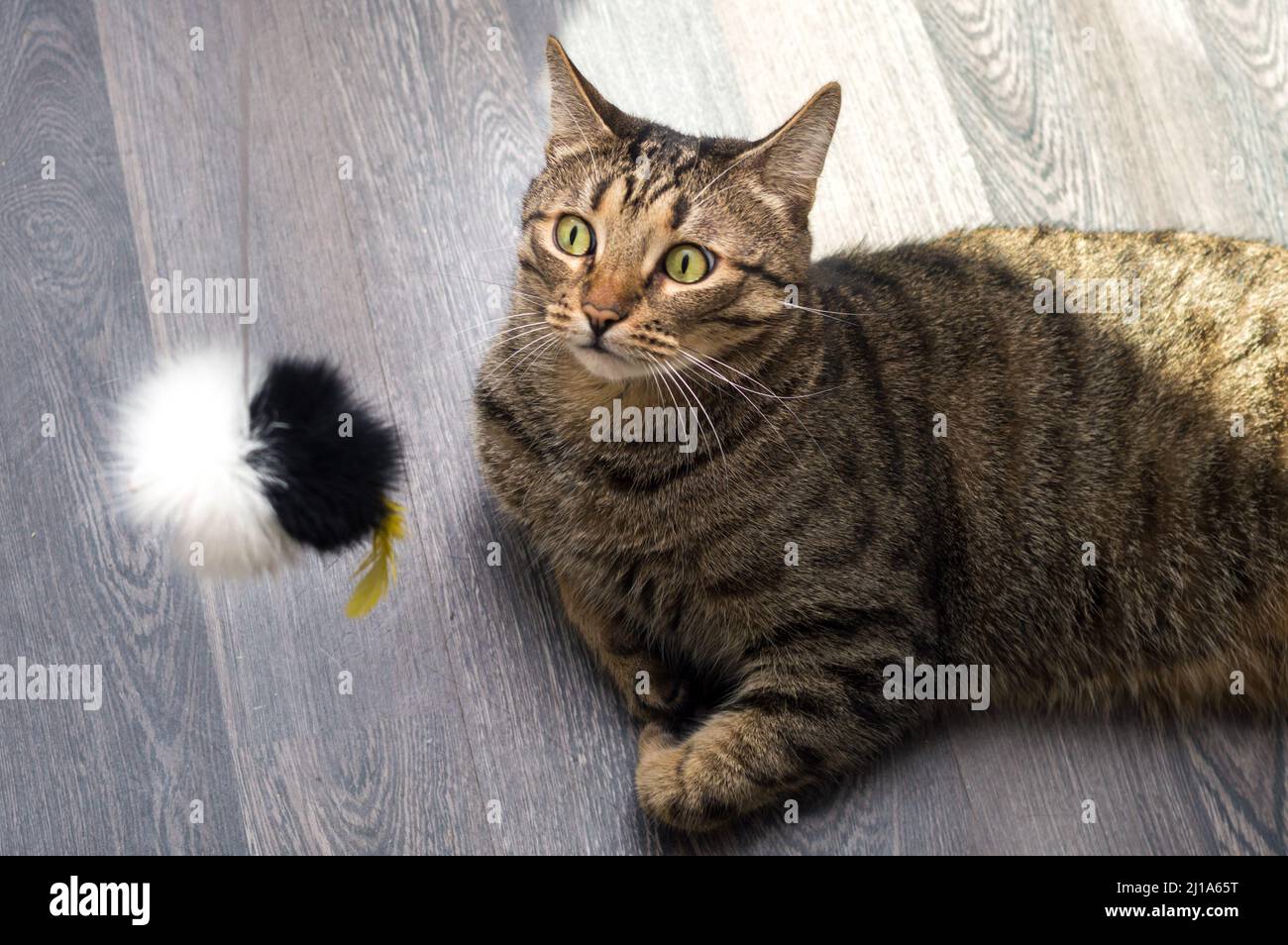 Primo piano ritratto di un gatto sorpreso con un giocattolo Foto Stock