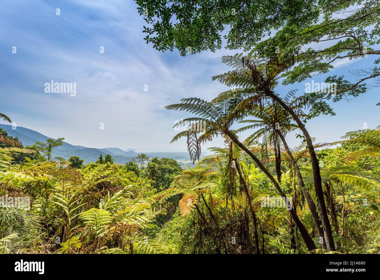 Vista sulla foresta pluviale dal Mount Alexandra Lookout, Queensland, Australia Foto Stock