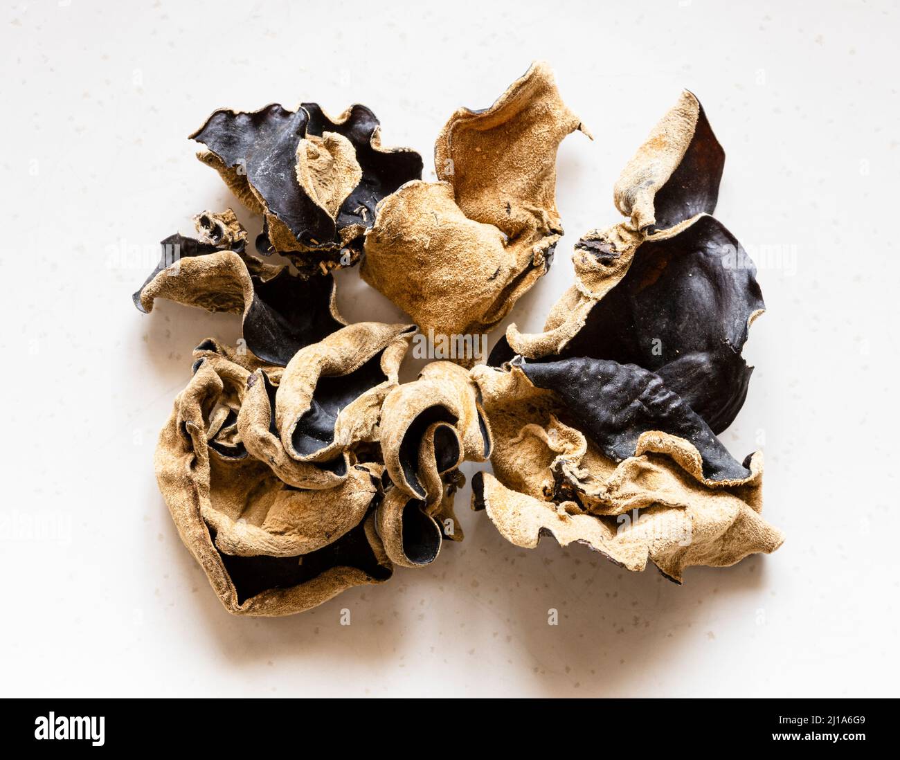 diversi funghi di orecchio di legno nero cinese asciugato su piastra grigia primo piano Foto Stock