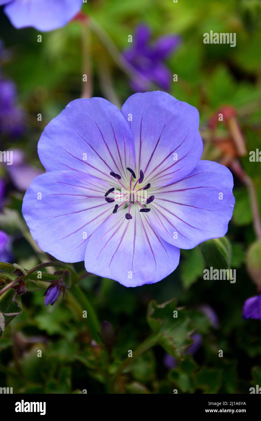 Singolo pale Purple Geranium 'Rozanne' (Cranesbill) Fiore coltivato a RHS Garden Harlow Carr, Harrogate, Yorkshire, Inghilterra, Regno Unito. Foto Stock