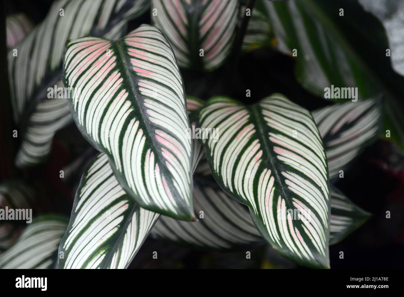 Stripy Leaf Calathea 'White Star' (Goeppertia Majestica) Casa pianta coltivata a RHS Garden Harlow Carr, Harrogate, Yorkshire, Inghilterra, Regno Unito. Foto Stock