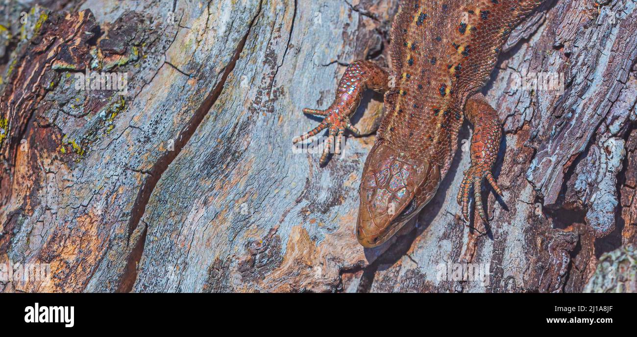 Lizard comune, Lacerta vivipara, singolo animale al sole Foto Stock
