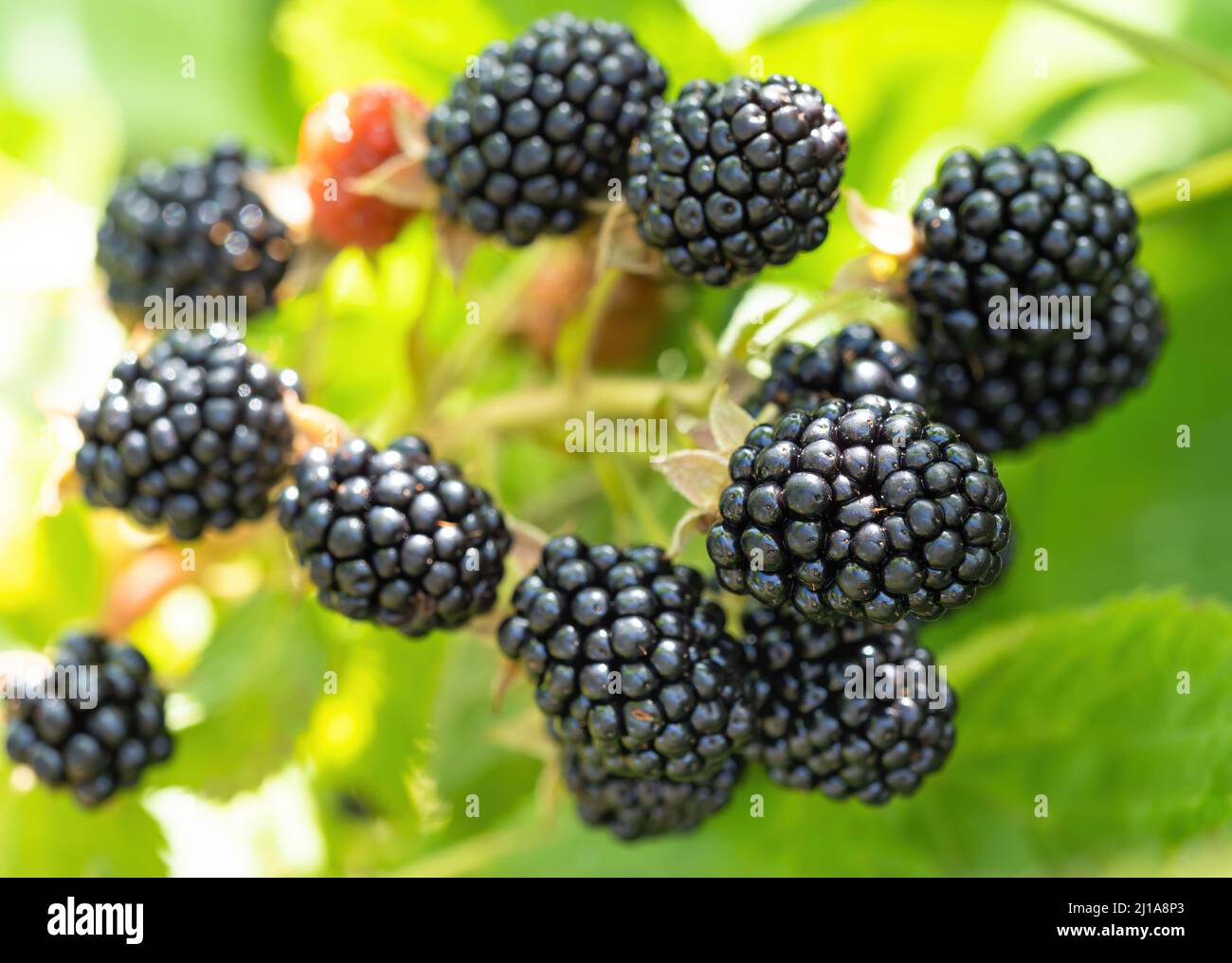 Bacche nere fresche in un giardino. Mazzo di frutta di mora matura - Rubus fruticosus - su ramo di pianta con foglie verdi in azienda. Fattoria biologica Foto Stock