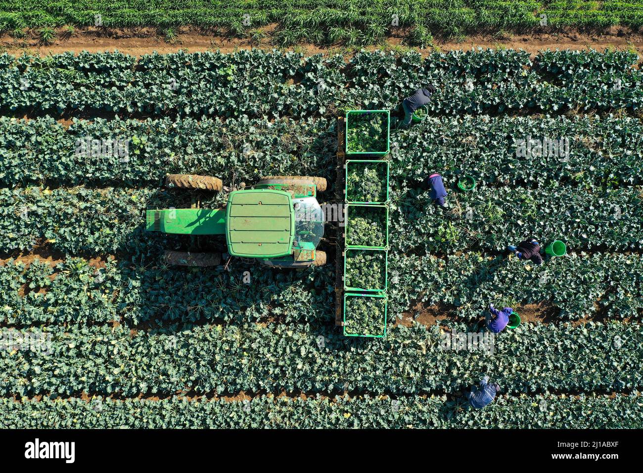 Lavoratori agricoli che raccolgono Broccoli mettendoli in pallet, vista aerea. Foto Stock