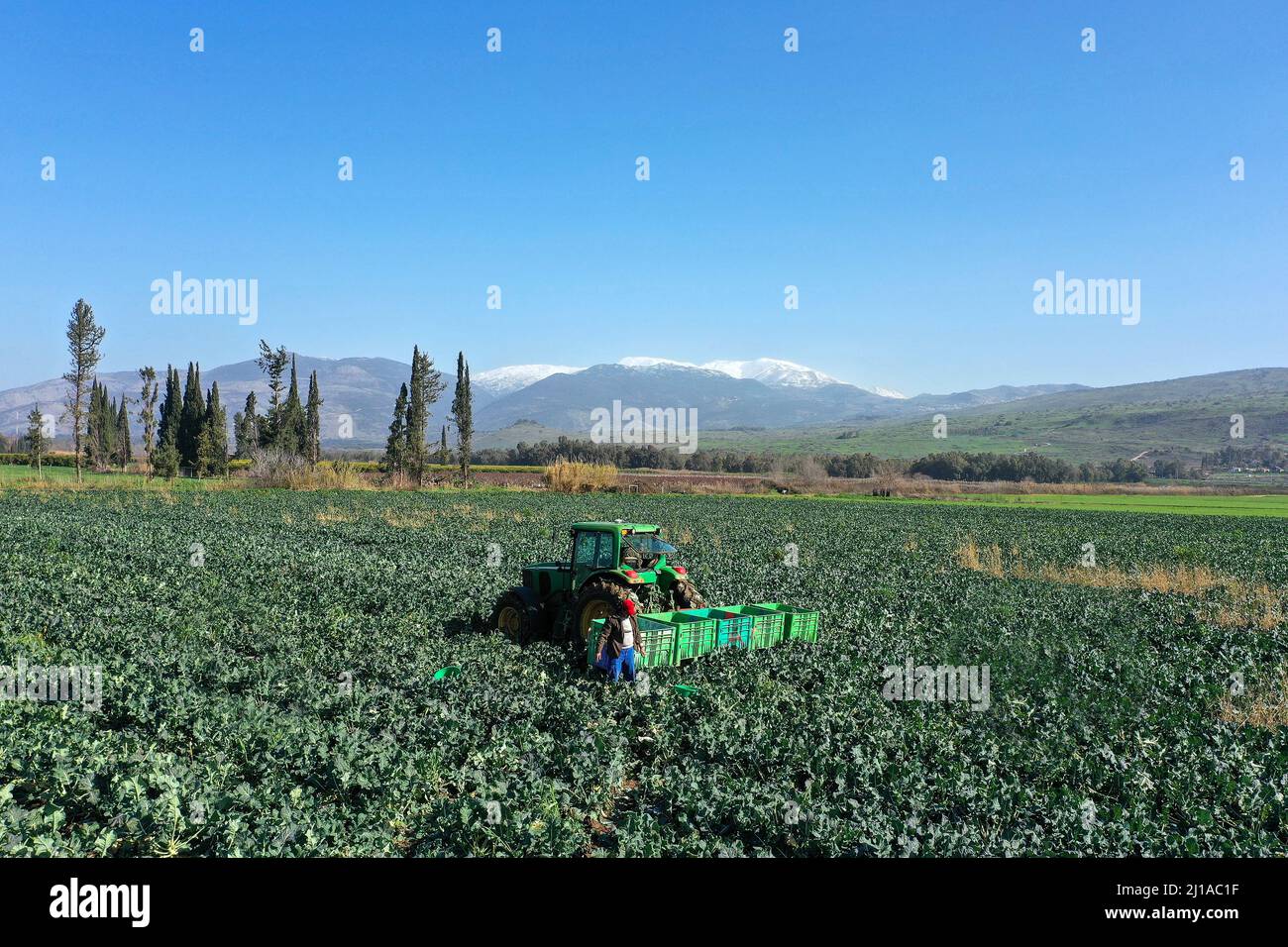 Lavoratori agricoli che raccolgono Broccoli mettendoli in pallet, vista aerea. Foto Stock