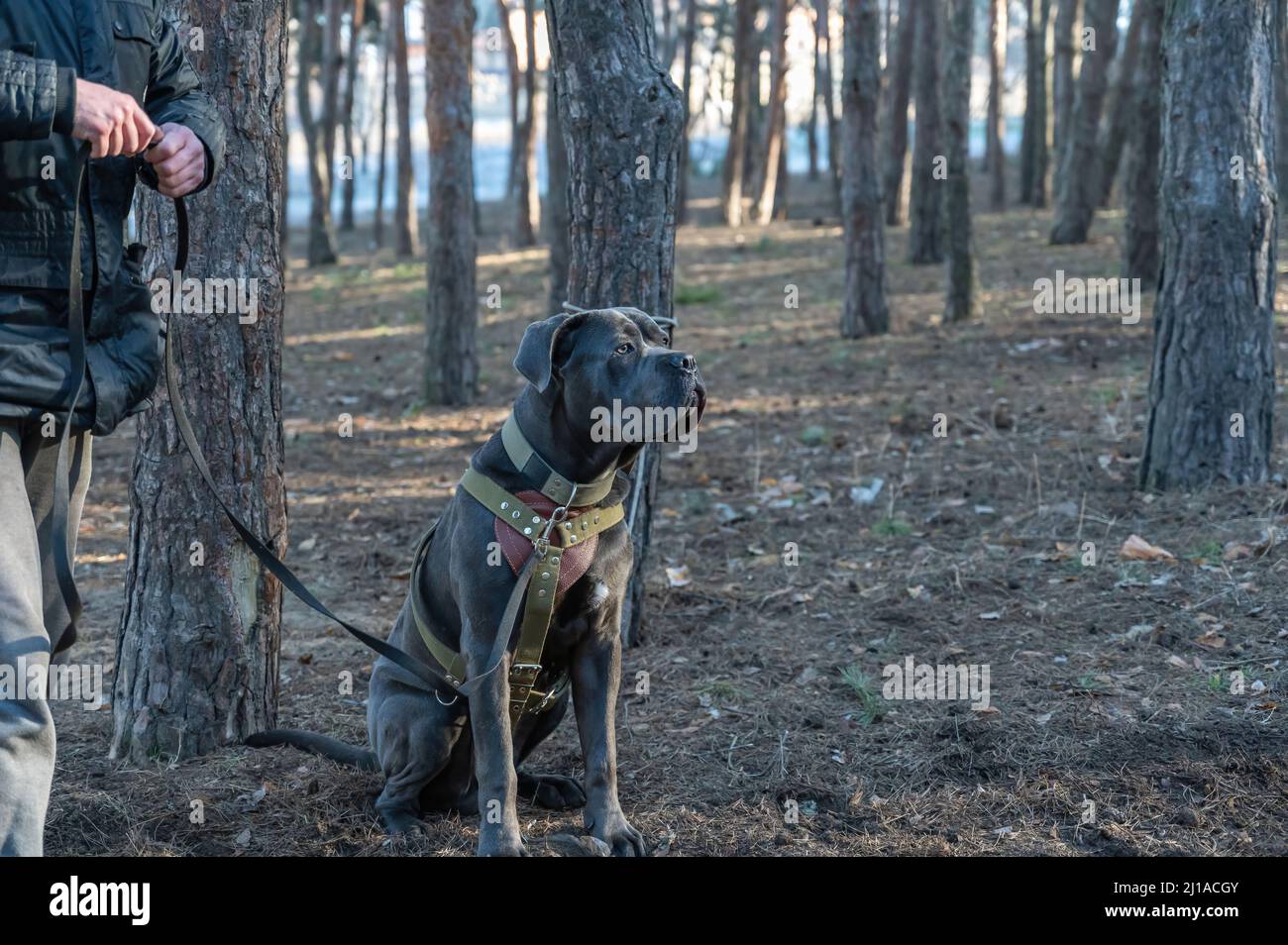 K9 formazione. Un cane maschio cane cane corso siede accanto al suo proprietario. L'animale domestico è legato ad un tronco dell'albero. I suoi occhi sono sull'allenatore che si avvicina. Foto Stock