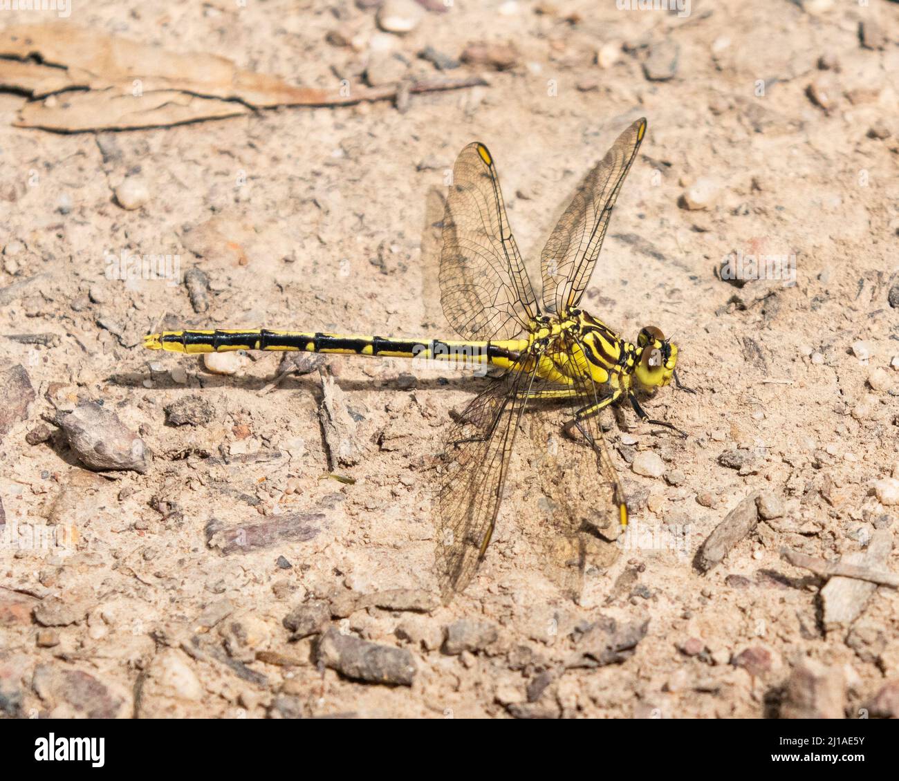 Hunter a strisce gialle Foto Stock