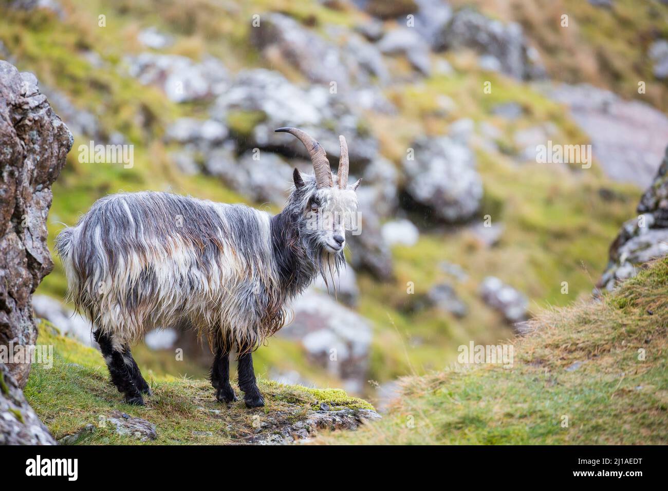 Primo piano di una capra di montagna gallese con corna lunghe in piedi isolate all'aperto in una valle di montagna, Snowdonia National Park, Galles del Nord, Regno Unito. Foto Stock
