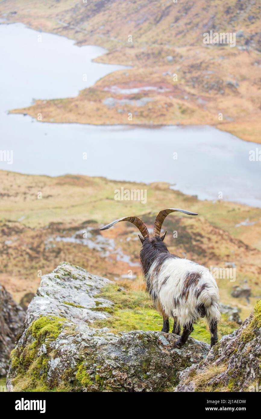 Vista posteriore di capra di montagna gallese isolata, con corna lunghe, che guarda giù per la valle verso un lago nelle montagne di Snowdonia, Galles del Nord, Regno Unito. Foto Stock