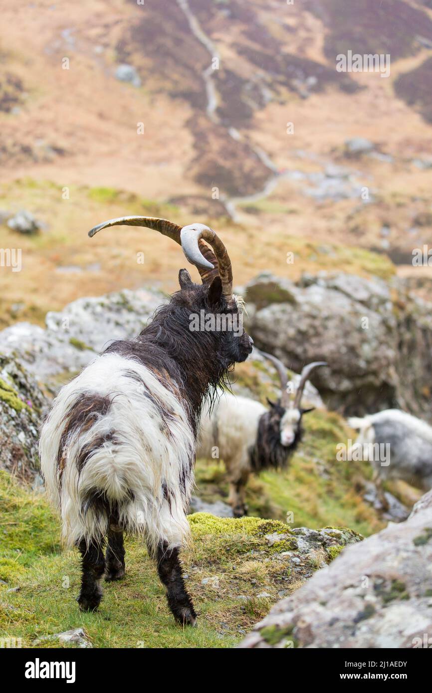 Mandria di capre selvatiche gallesi nella valle di una montagna nel Parco Nazionale di Snowdonia, Galles del Nord, Regno Unito. Foto Stock