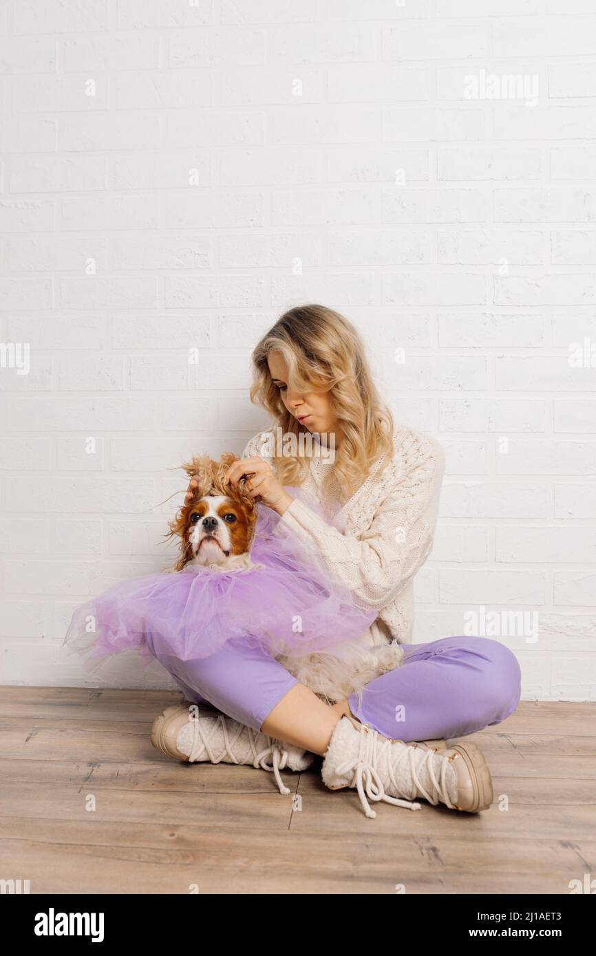 Bella donna in maglione beige, pantaloni viola che alzano le orecchie del cane su spaniel indossando viola organza capo divertirsi. Foto Stock