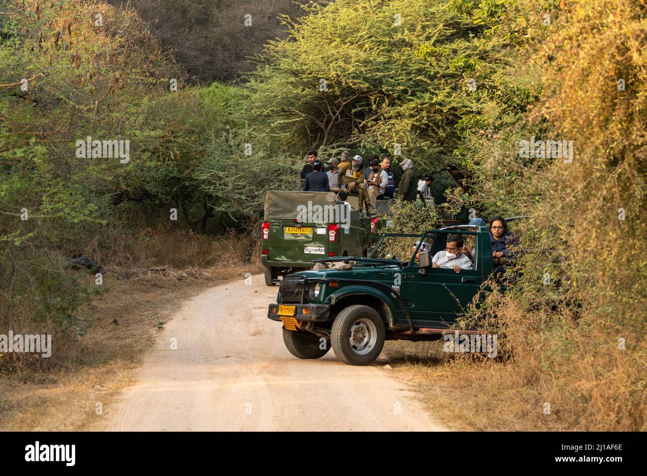 jaipur, rajasthan, India - 04 dicembre 2021 - safari su veicolo elettrico o elettrico e zingara per esplorare la fauna selvatica e i turisti sono in attesa di leopardo Foto Stock