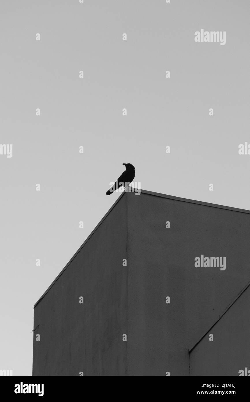 Un'immagine in scala di grigi di un passero nero che si trova all'angolo di un edificio Foto Stock
