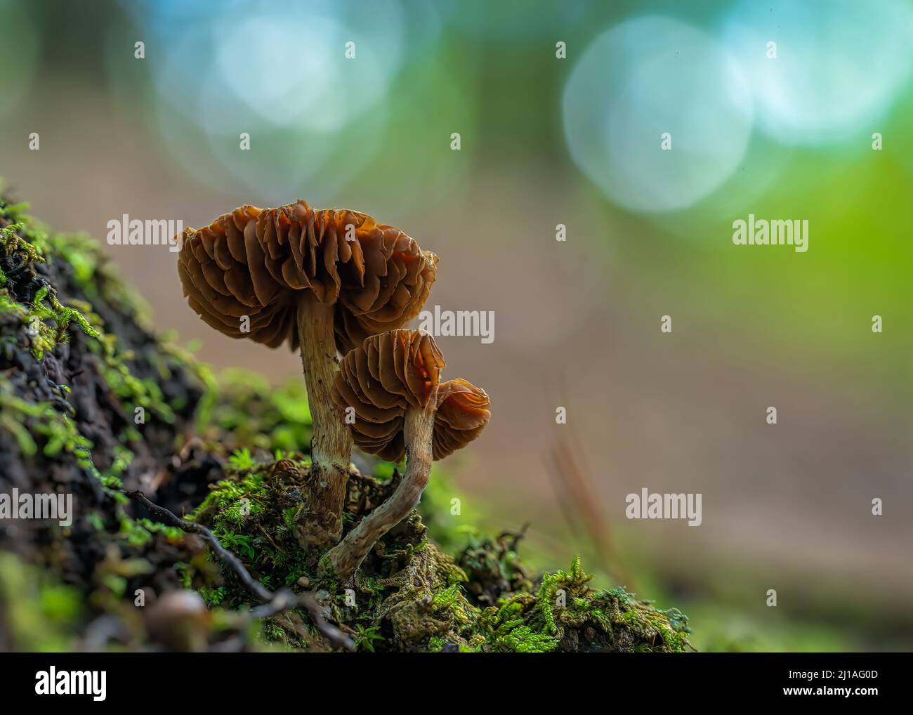 Primo piano di Laccaria laccata, comunemente nota come il ingannatore, o cerosa laccaria. Foto Stock