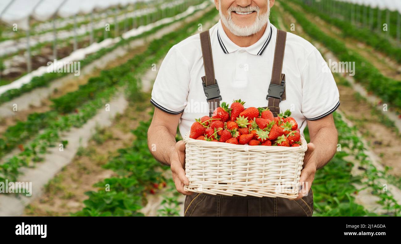 Vista frontale del carino cestino di wricket con fragole deliziose nelle mani di un operaio serra. Concetto di processo di raccolta di fragole mature in cestino in Foto Stock