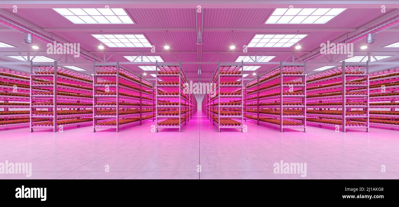 Fabbrica di piante vegetali interne idroponiche in magazzino spazio espositivo. Interno della fattoria idroponica. Insalata verde fattoria. Lattuga romana in crescita Foto Stock