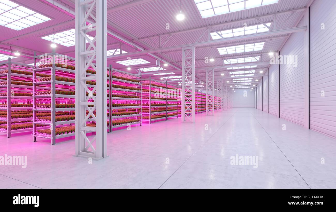 Fabbrica di piante vegetali interne idroponiche in magazzino spazio espositivo. Interno della fattoria idroponica. Insalata verde fattoria. Lattuga romana in crescita Foto Stock