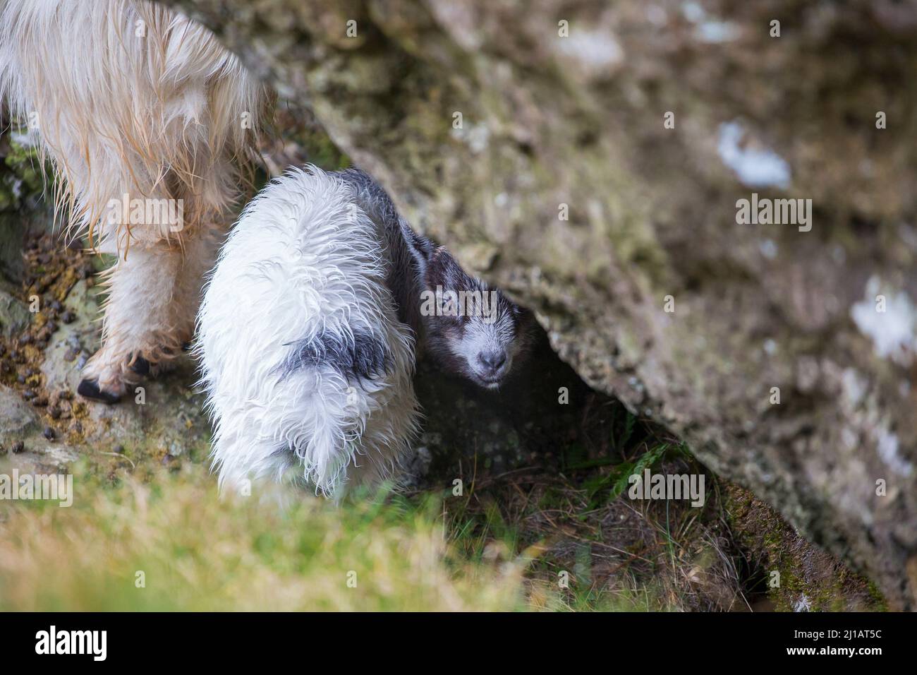 Capra del capretto del bambino, appartenente alle capre selvatiche e ferali della montagna gallese, nascondersi sotto una grande roccia nelle montagne del Parco Nazionale di Snowdonia, Galles del Nord, Regno Unito. Foto Stock