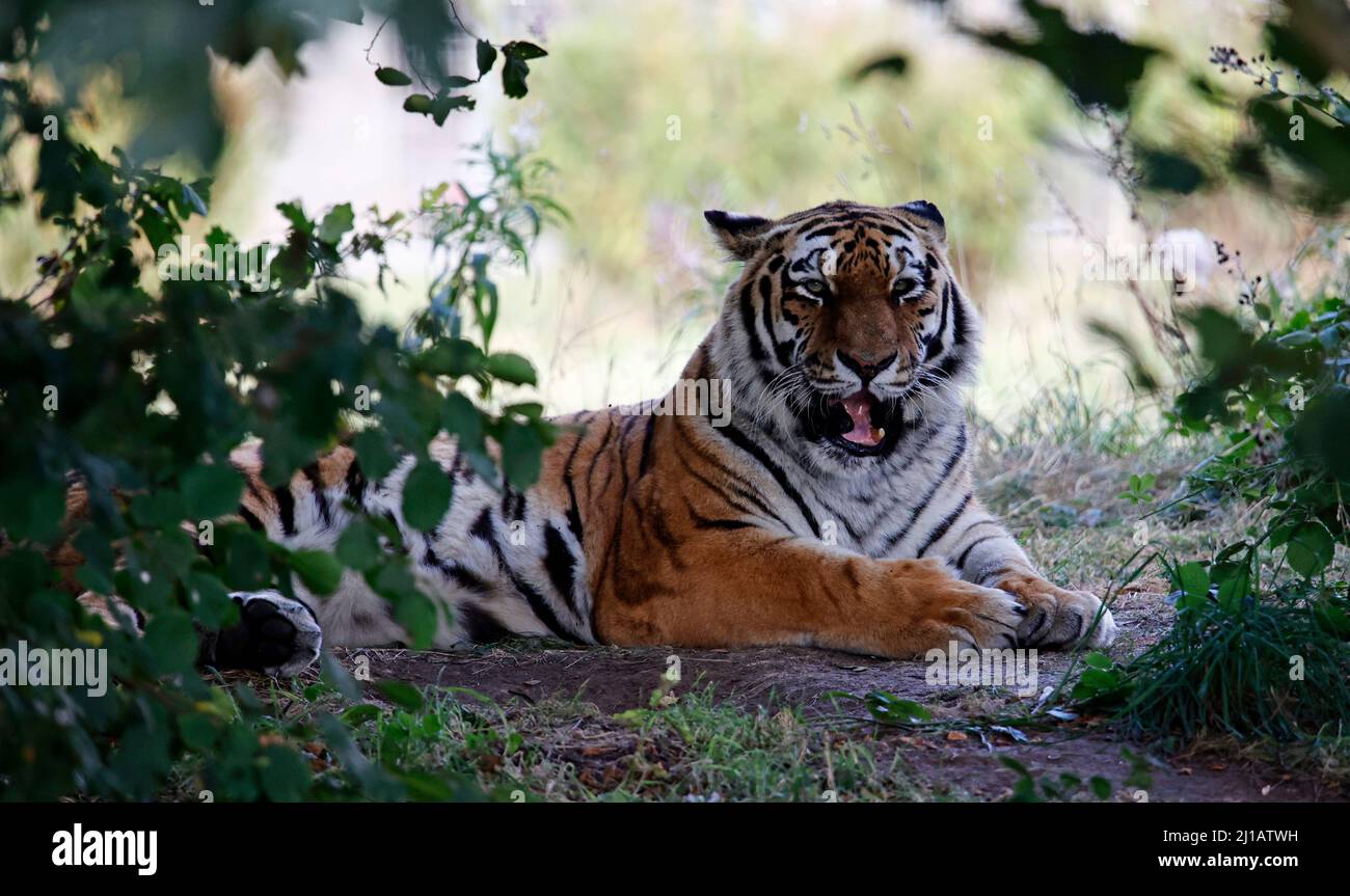 Una tigre Amur rilassante all'ombra Foto Stock