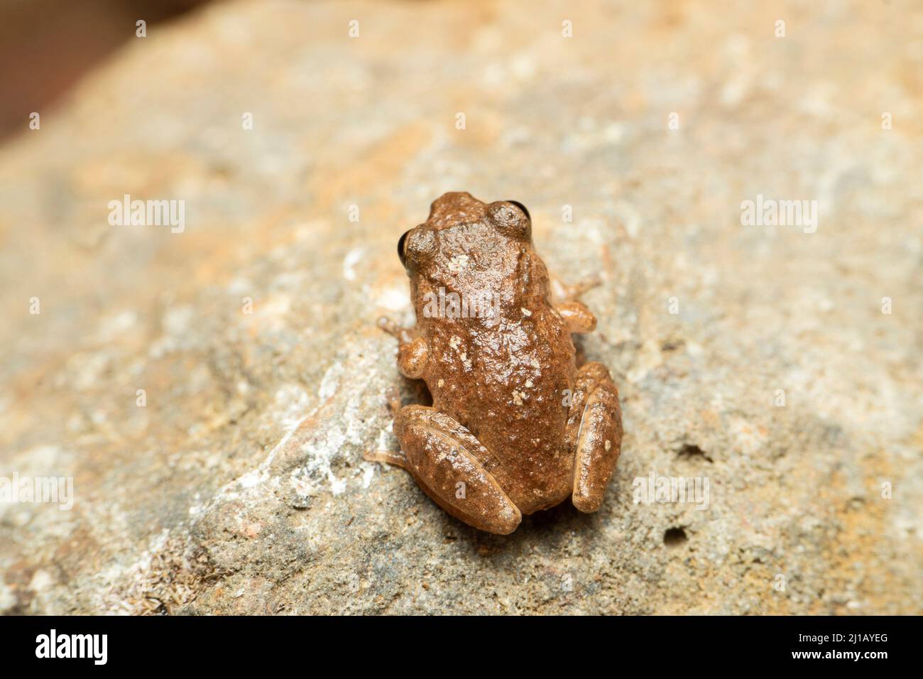 Raorchestes ghatei, nome comune la rana arbustiva di Ghate è una specie di rana arbustiva endemica Gatti occidentali di Maharashtra ,Satara, Maharashtra, India Foto Stock