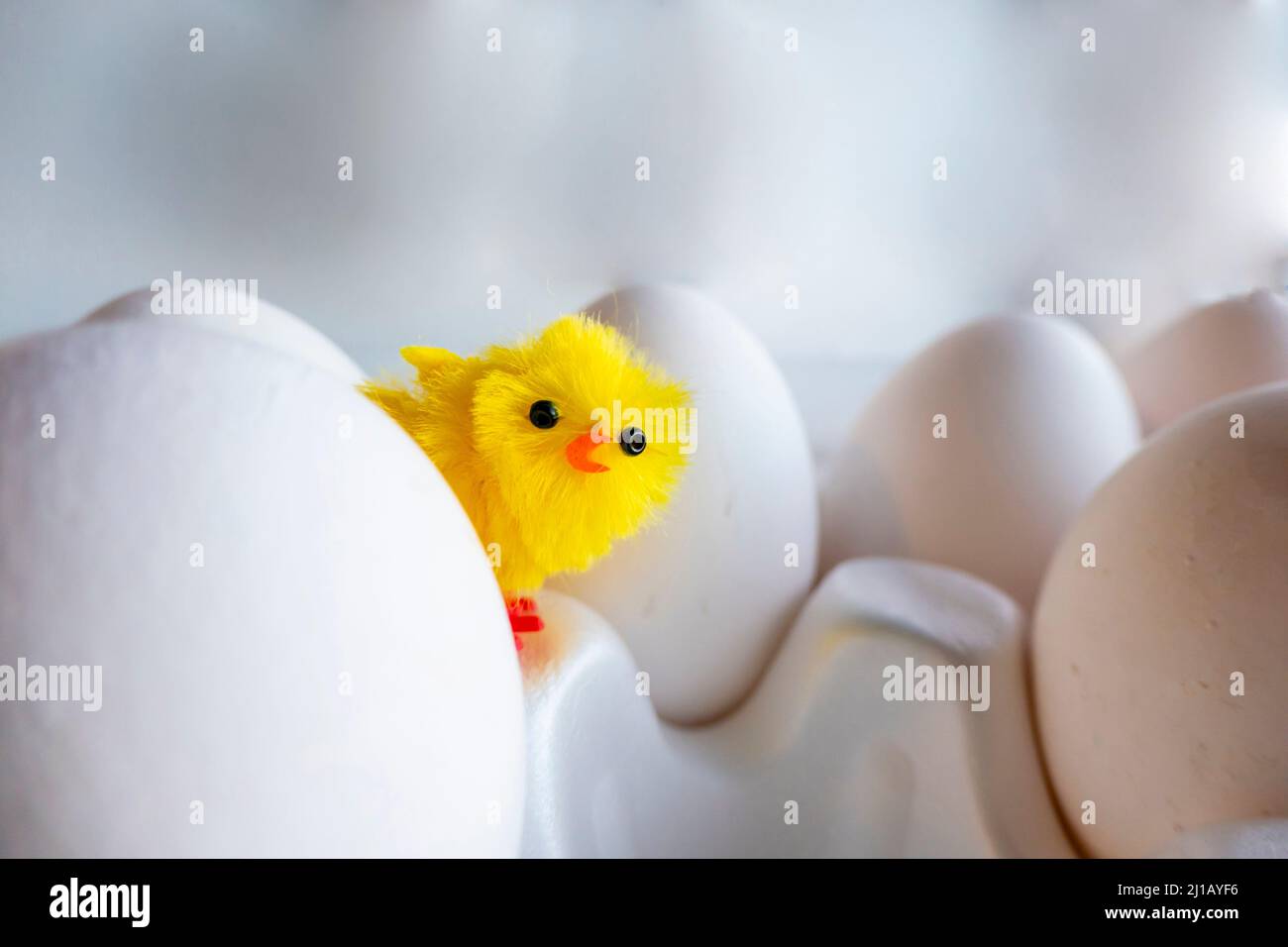 Uovo di gallina bollito in scatola di uova. Pollo artificiale sullo sfondo di uova di gallina Foto Stock